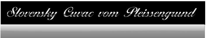 Slovensky Cuvac vom Pleissengrund 